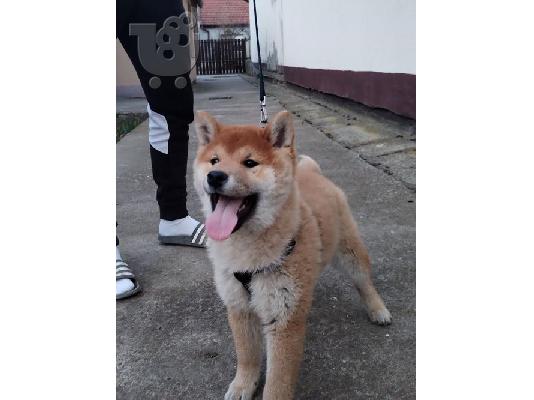 PoulaTo: Shiba inu